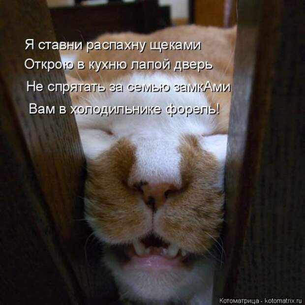 Новая котоматрица для хорошего настроения (32 фото)