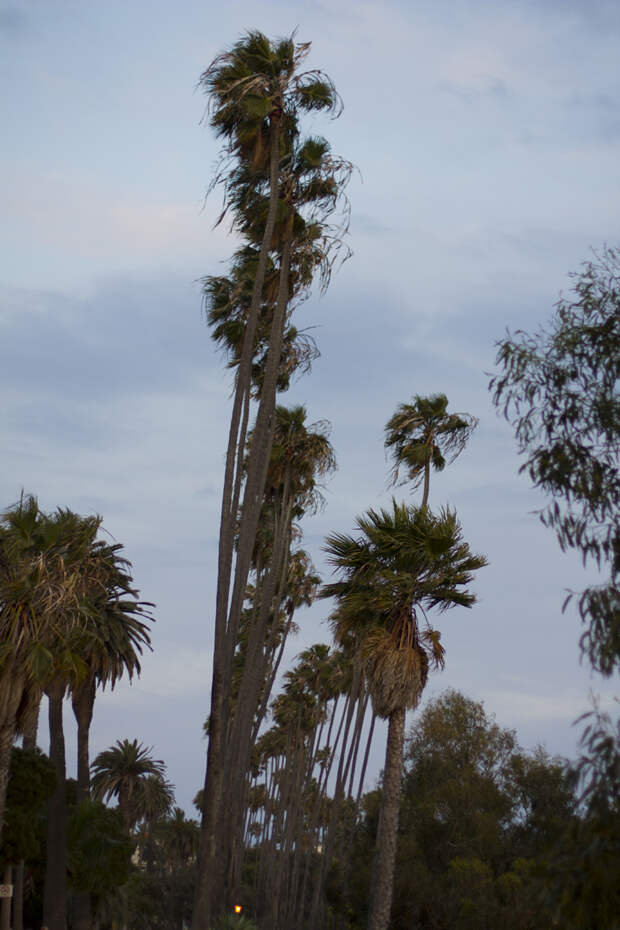 Retro-Vibes-Swaying-Palms