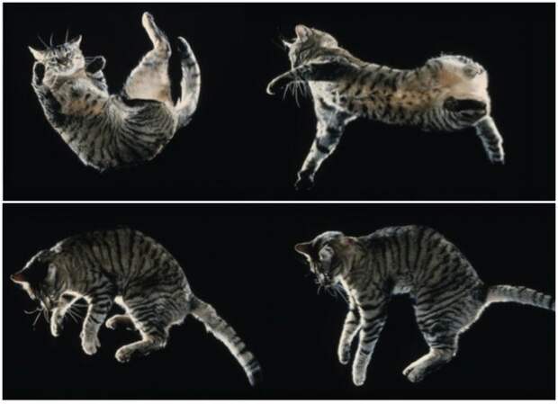 кошки приземляются на лапы