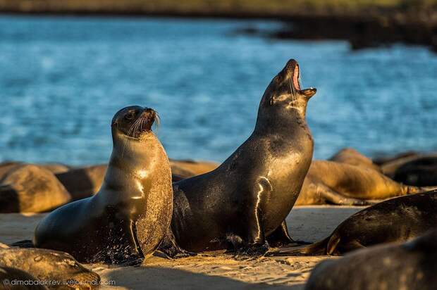 galapagos20 Галапагосы. Остров Санта Фе