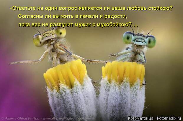 Котоматрица: -Ответьте на один вопрос:является ли ваша любовь стойкою? Согласны ли вы жить в печали и радости, пока вас не разлучит мужик с мухобойкою?....