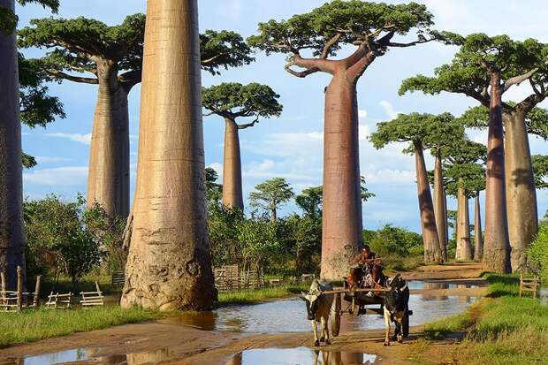 16 самых великолепных деревьев в этом мире