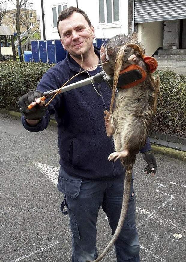 В Великобритании нашли самую крупную в стране крысу крупная, крыса
