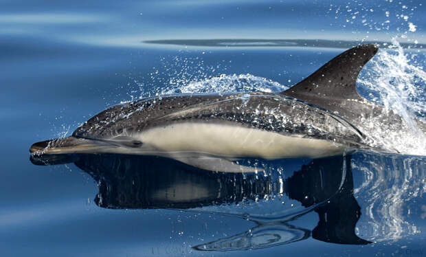 Дельфины обладают самой длинной памятью среди всех животных. (Christine Veeschkens)
