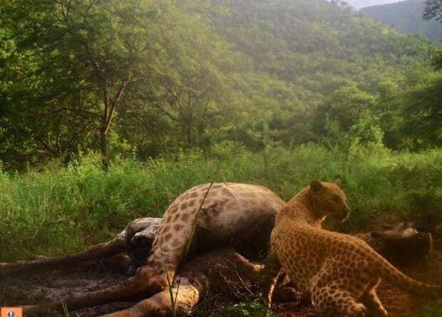 Редчайший «земляничный» леопард замечен в Южной Африке