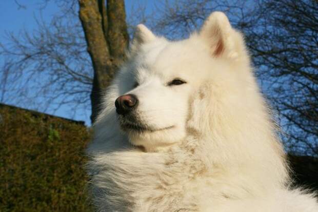 Хаски, бульдог, борзая: почему породы собак называются именно так