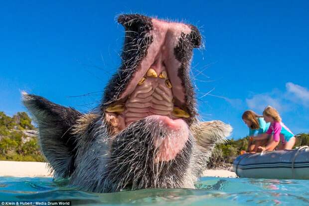 swimmingpigs05 Счастливая жизнь веселых хрюшек на Багамах