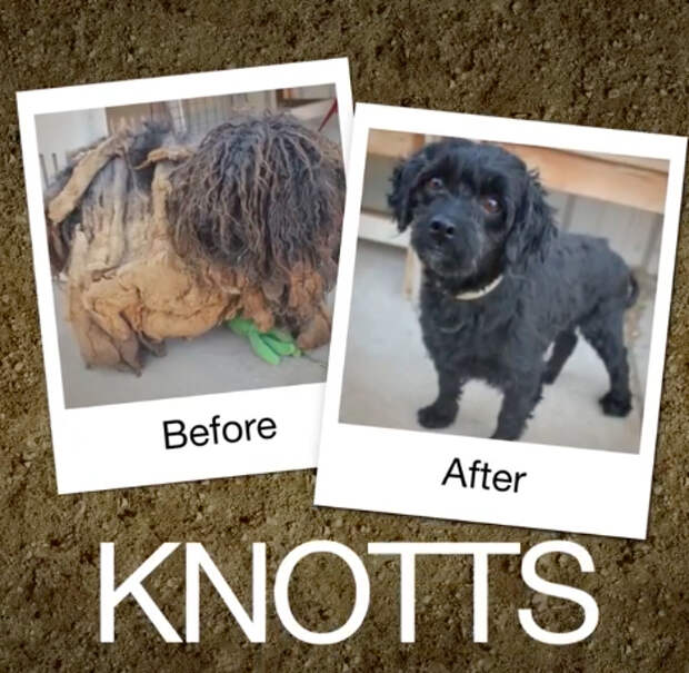 Knotts-e1470664272811