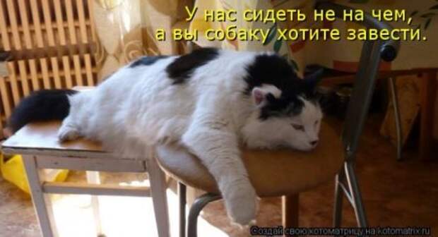 Котоматрица, прикольные коты с надписями.