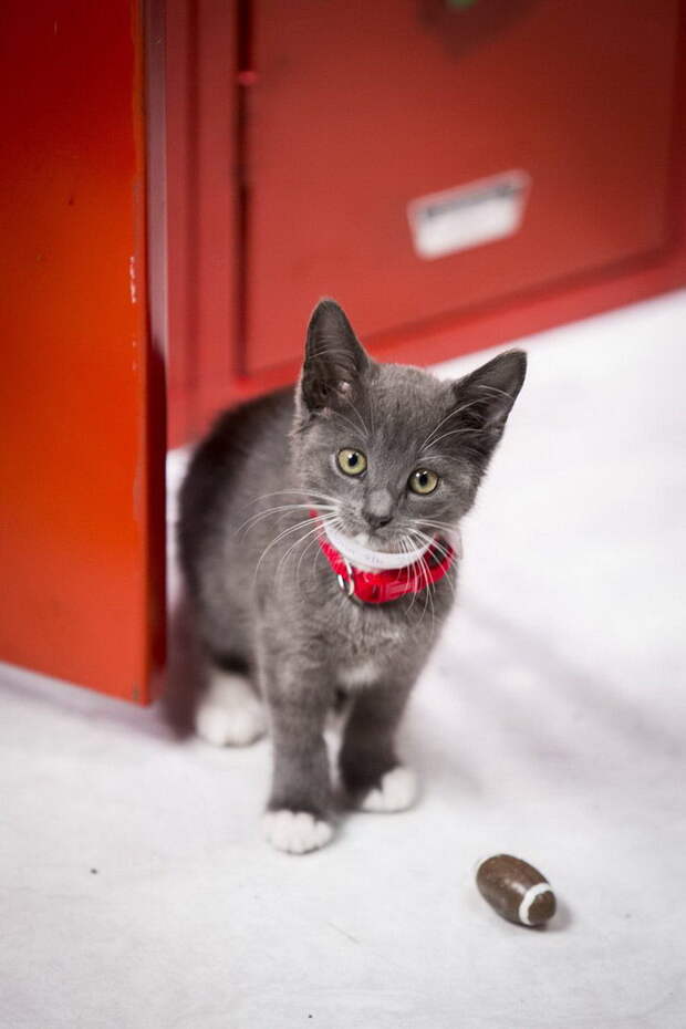 Чемпионат по кошачьему футболу Kitten Bowl