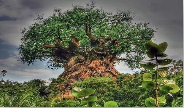 Это волшебное дерево находится в ………, здесь вы можете вставить любое экзотическое название африканской/азиатской деревни вирусное фото, фейк