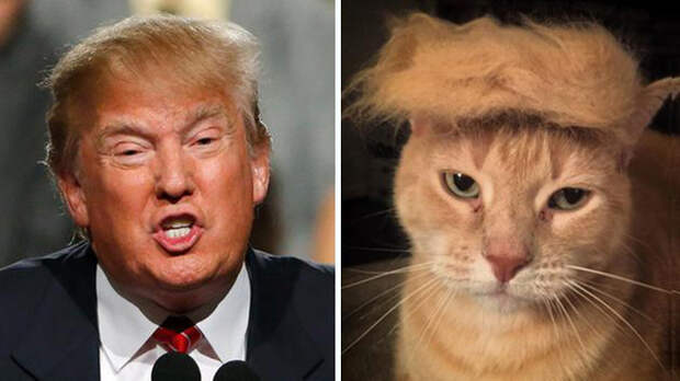 15 вещей, похожих на Дональда Трампа 