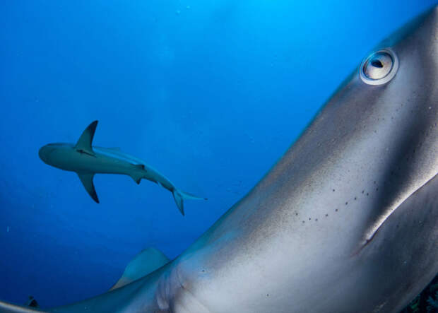 Карибская рифовая акула