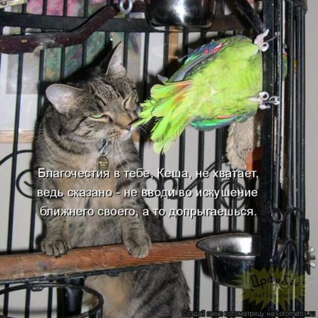 Котоматрицы, животные приколы.