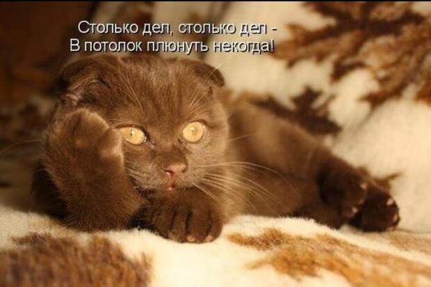 Кошачий фотопост! Кошачий фотопост! коты, юмор