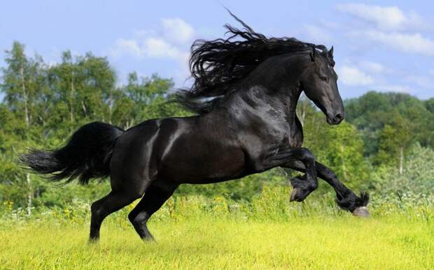 Самые красивые породы лошадей   Порода, лошадь