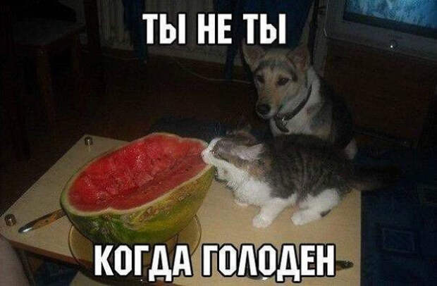 3773114_original (600x393, 204Kb)