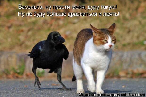 Котоматрица: Васенька, ну прости меня, дуру такую! Ну не буду больше дразниться и лаять!
