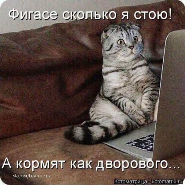 Новая отличная котоматрица (37 фото)