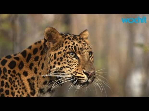 Rarest Big Cat on Earth Starting to Make a Comeback