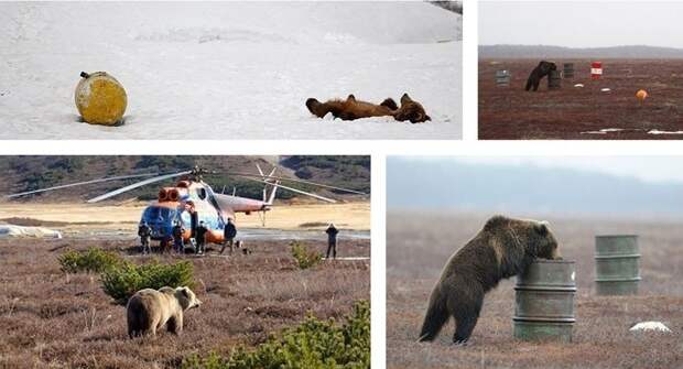 5. Медведи в России нюхают реактивное топливо. животные, факты