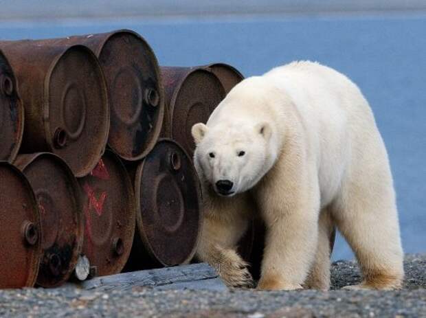 Коллекция лучших фотографий от National Geographic (ноябрь 2012)