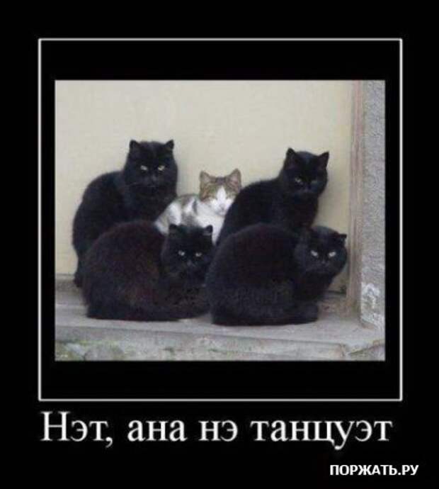Демотиваторы про котэ (30 фотэ)