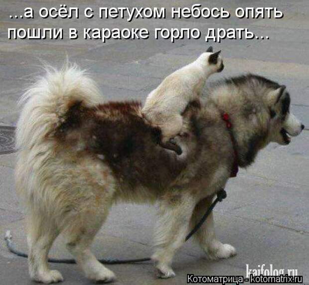 Котоматрица: ...а осёл с петухом небось опять  пошли в караоке горло драть...
