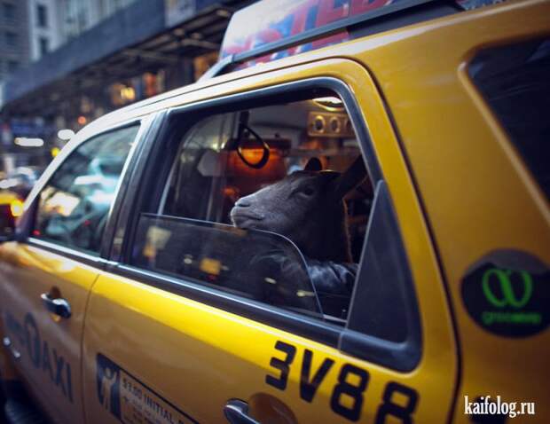 Необычные домашние животные (55 фото) Необычные домашние животные (55 фото)