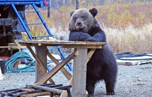 Работа работой, а обед по расписанию. Работящий медведь — счастье в семье, арктика, картинки, медведи