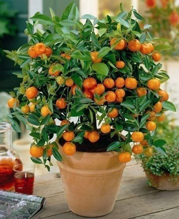 Как вырастить апельсиновое дерево из косточки