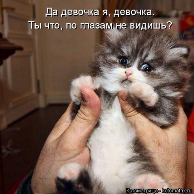 Лучшая котоматрица недели (32 фото)