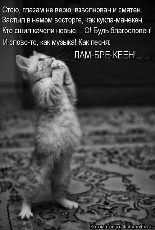 Котоматрицы (картинки с надписями)