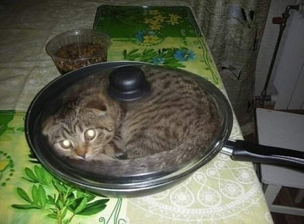 Хозяин, выпусти! коты, фото