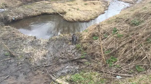 Спасение бобра из водостока сняли на видео в Ленобласти