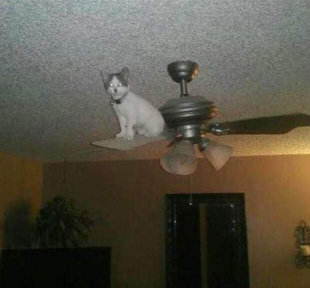 кошка в неожиданном месте 