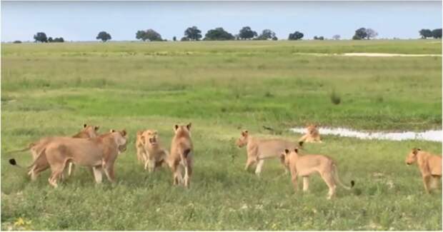 15 львиц атаковали попытавшегося присоединится к их группе молодого льва африка, видео, лев, львица, национальный парк, национальный парк крюгера, юар