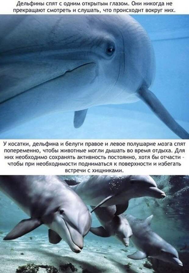 Загадка про дельфина. Интересные факты о дельфинах. Удивительные факты о дельфинах. Самые интересные факты о дельфине. Дельфины интересные факты.