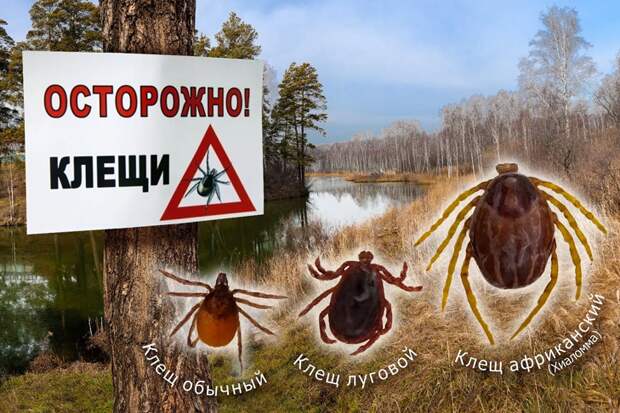 Укусил клещ: опубликованы адреса пунктов помощи-2026 в Новосибирске