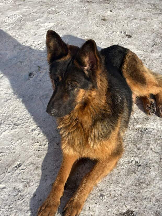 Бродит по Северной в Снежном, может кто-то ищет