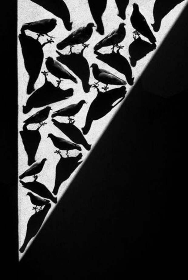 Тени отбрасывают котов: 20 сюрреалистических фотографий Алексея Меньшикова