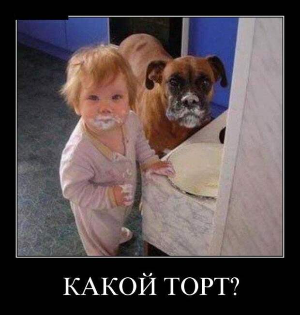 Боксёры такие боксёры боксер, еда, животные, собаки