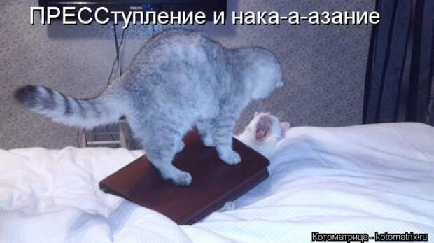 Клёвые отрывные котоматрицы (30 фото)