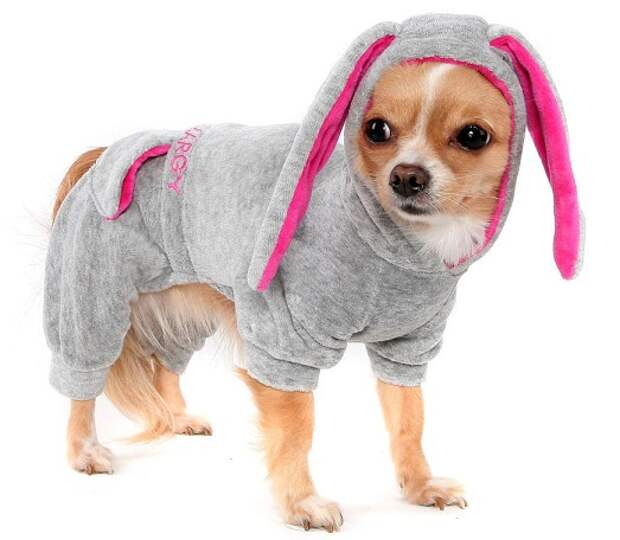 Шикарный пес Шикарный пес