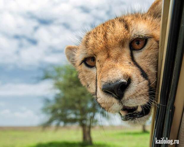 Comedy Wildlife Photography Awards 2015 (40 фото)