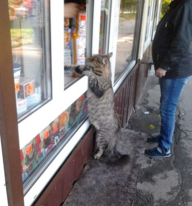 Большие коты
