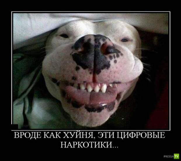 Демотиваторы на сентябрь 6, (30 фото) Демотиваторы на сентябрь 6, (30 фото)