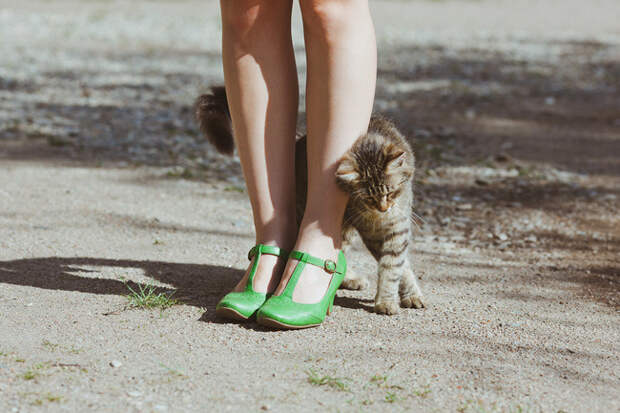 кошачье проявление любви (10)