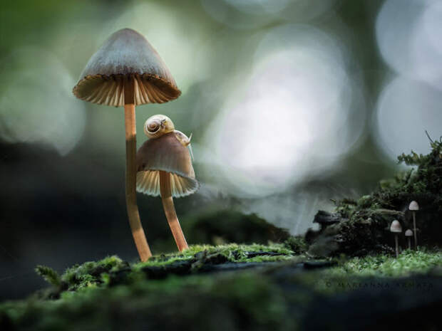 Сила волшебных грибов