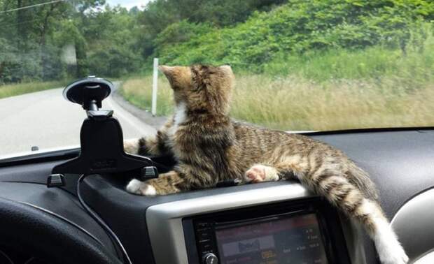 Он нашел любимое место в машине. животные, коты, котёнок